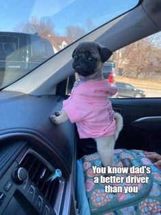 a pug dog wearing a pink shirt sitting in the driver's seat of a car