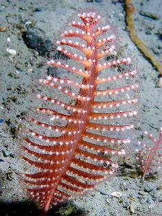 a close up of a plant on the ground