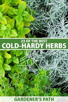 the best cold - hard herbs to grow in your garden's path is here