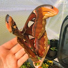 a large moth sitting on top of a person's hand in front of some plants