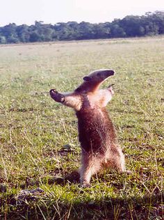 an anteater standing on its hind legs in the grass