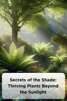 Secrets of the Shade: Thriving Plants Beyond the Sunlight Plants That Don’t Need A Lot Of Light, Plant Adaptations, Shade Gardening, Sweet Woodruff, Urban Heat Island, Shade Gardens, Water Resources