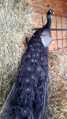 a peacock standing on top of hay in a barn