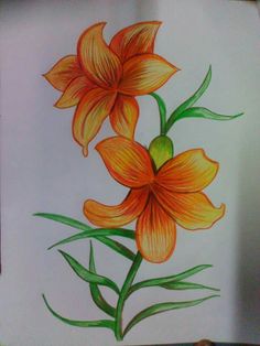 a drawing of two orange flowers with green stems