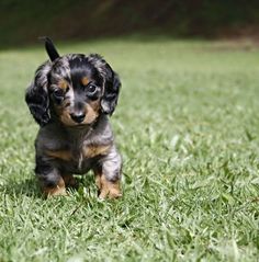 a small black and brown dog is running in the grass