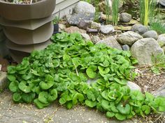 some green plants are growing on the ground in front of a planter and rocks