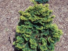 a small evergreen tree is in the middle of some dirt and mulchy ground