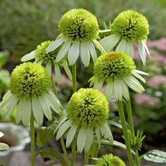 some green flowers are growing in the garden