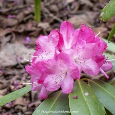 a pink flower is blooming on the ground