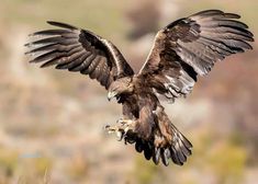 a large bird flying through the air with it's wings spread