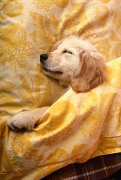 a dog is sleeping on top of a blanket