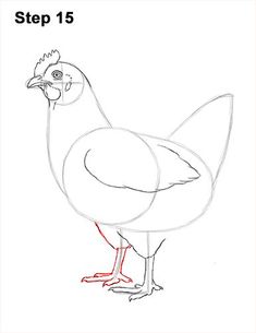 how to draw a chicken step by step