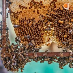 a bunch of bees that are sitting on a piece of honeybeehive with lots of them