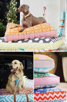 a dog sitting on pillows in the back of a car