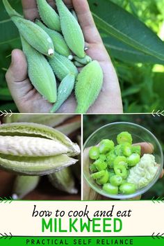 how to cook and eat milkweed in the garden with practical self reliance instructions for beginners