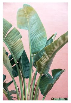 a plant with large green leaves in front of a pink wall