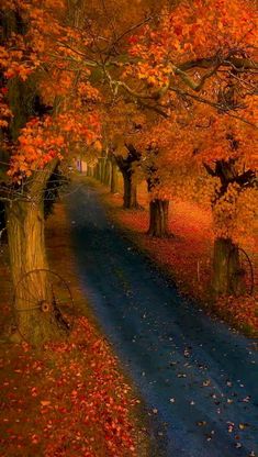 an autumn scene with leaves on the ground and trees in full fall foliage, along a blue road