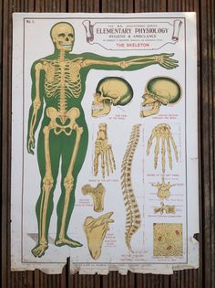 an old medical poster showing the human skeleton and other skeletal systems on display in a museum