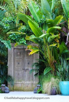 an outdoor area with potted plants and a wooden door in the center surrounded by greenery