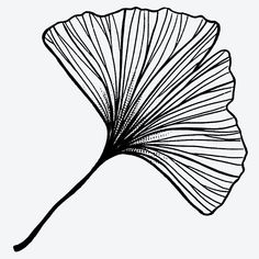 a black and white drawing of a ginknife leaf on a white background