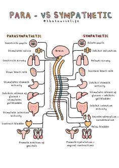 A4 Anatomy Posters - Etsy UK Nervous System Notes Aesthetic, Health Science Aesthetic, Parasympathetic Vs Sympathetic, Psych Notes, Medical Diagrams, Anatomy 101, Anatomy Posters, Psychology A Level, Sympathetic Nervous System