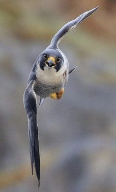 a bird flying through the air with it's wings spread out and food in its mouth