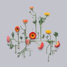 an arrangement of flowers on a gray background