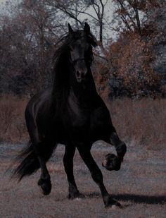 a black horse is galloping through the field with trees in the backgroud