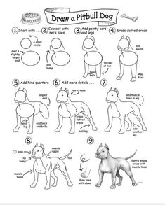 how to draw a pitbull dog step by step instructions for children and adults