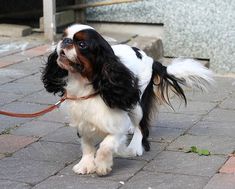 a black and white dog is walking on a leash