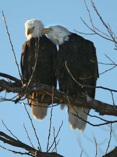 two bald eagles sitting on top of a tree branch