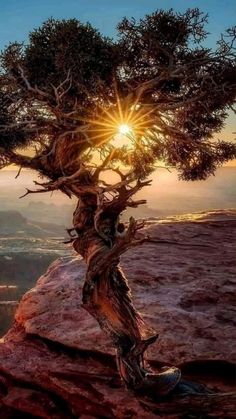 a tree on top of a mountain with the sun in the background