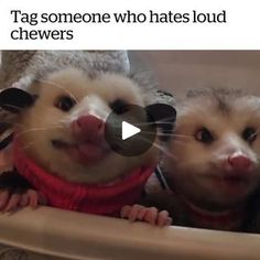 two possots in sweaters looking at camera with caption that reads, tag someone who hates loud chewrs