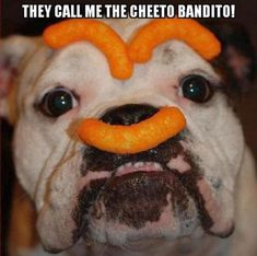 a dog with a fake mustache on it's face and the caption me is ingoghetto