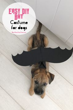 a dog with a fake mustache on it's head and the words easy diy bat costume for dogs