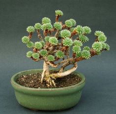 a small bonsai tree in a green pot