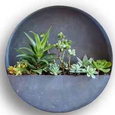 succulents and other plants are arranged in a round planter on a white background