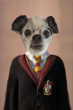 a dog dressed in a harry potter outfit with glasses and a hogwarts tie