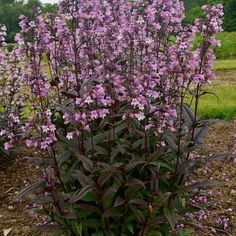 purple flowers are blooming in the garden