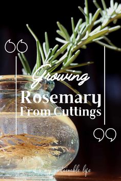 rosemary in a vase with text overlay reading growing rosemary from cuttings