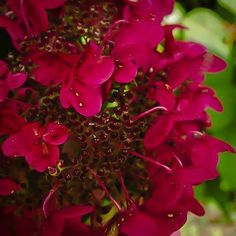 a close up view of some pink flowers