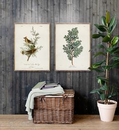 two framed pictures hanging on the wall above a wicker basket with plants in it