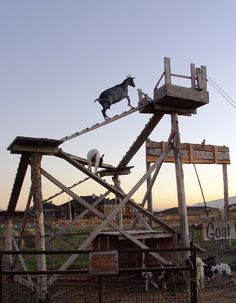 a goat standing on top of a wooden structure in the middle of an open field