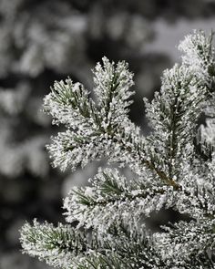 the branches of a pine tree are covered in snow