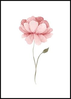 a watercolor painting of a pink flower on a white background with black framed border