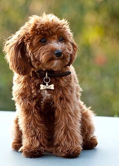 a small brown dog sitting on top of a table