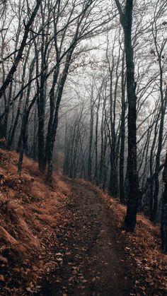 a trail in the woods with no leaves on it