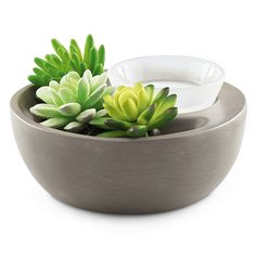 a bowl filled with succulents sitting on top of a table