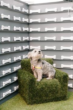 a dog sitting in a chair made out of fake grass with white bones on the wall behind it