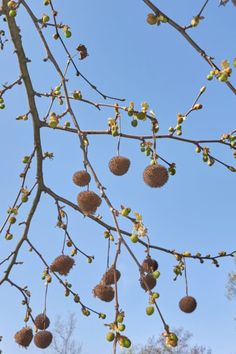 the fruit on the tree is ready to be picked from it's seed pods